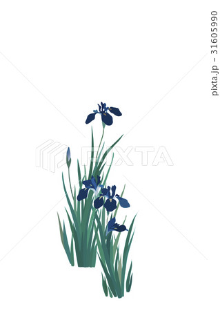 花菖蒲 31605990
