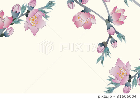 桃の花 桃の花 31606004