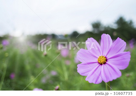 Pink cosmos flowers close up Pink cosmos flowers close up 31607735