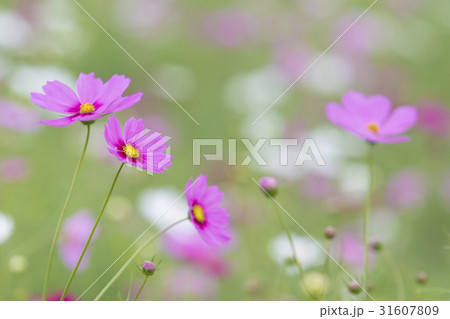 beautiful pink cosmos flower beautiful pink cosmos flower 31607809