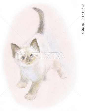 見上げる子猫 31610798