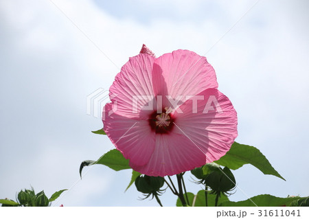 芙蓉の咲く頃 芙蓉の咲く頃 31611041