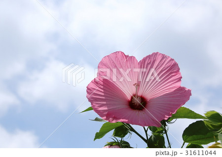 芙蓉の咲く頃 芙蓉の咲く頃 31611044