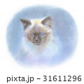ヒマラヤンの子猫 31611296