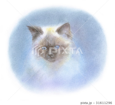 ヒマラヤンの子猫 31611296