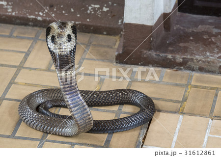 Cobra snake Cobra snake 31612861