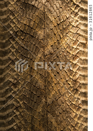 The old snake leather 31612865