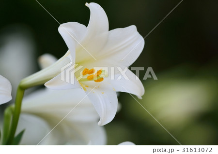 満開のテッポウユリ 満開のテッポウユリ 31613072