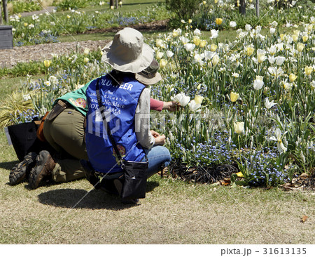 公園の管理　ボランティア 31613135