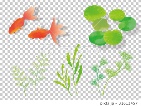 金魚・水草（影あり）_素材a 31613457