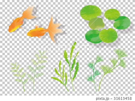 金魚・水草(影あり)_素材b 金魚・水草(影あり)_素材b 31613458
