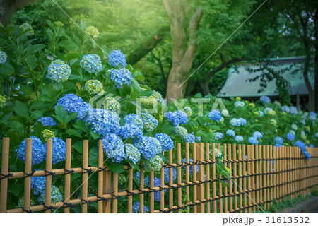 庭園の紫陽花 庭園の紫陽花 31613532