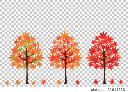 紅葉 31613558