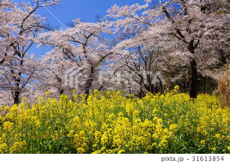 桜咲く国営武蔵丘陵森林公園 31613854
