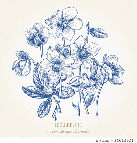 Bouquet of hellebore flowers. 31613921