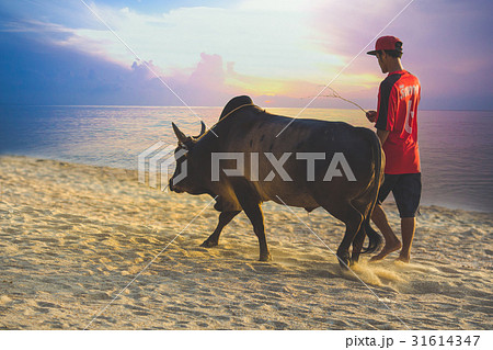 Bring the cow to the gym at Samila Beach 31614347