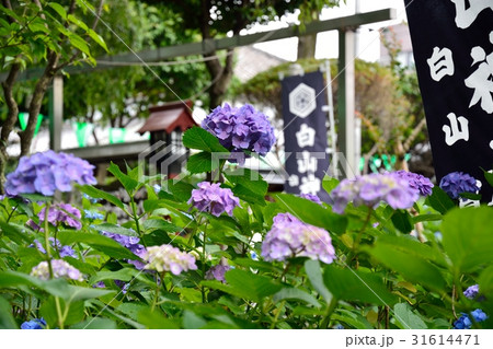 アジサイ祭り(白山神社) アジサイ祭り(白山神社) 31614471