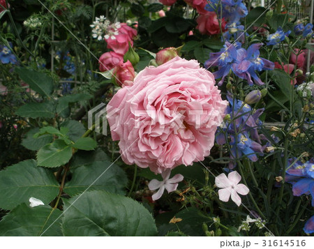 バラ（アニエス・シリジェル） 31614516