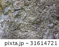 岩の表面のテクスチャ 31614721