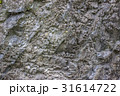 岩の表面のテクスチャ 31614722