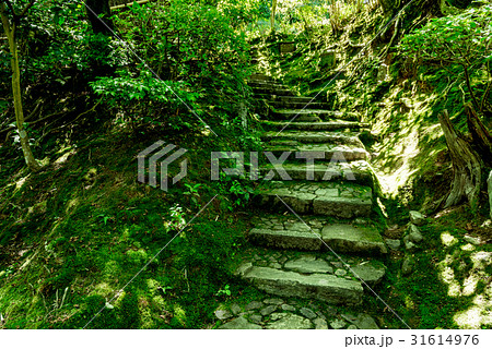 常寂光寺の庭園内・階段 常寂光寺の庭園内・階段 31614976