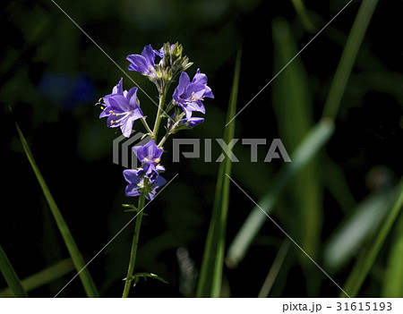 ハナシノブ 31615193