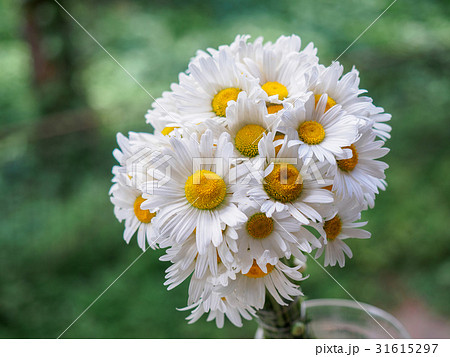 A bouquet of white field daisies on a green 31615297