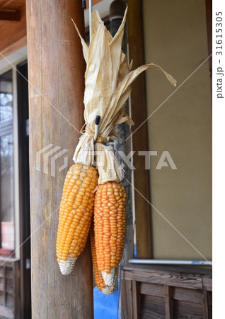 トウモロコシ（山梨県南都留郡忍野村忍草） 31615305