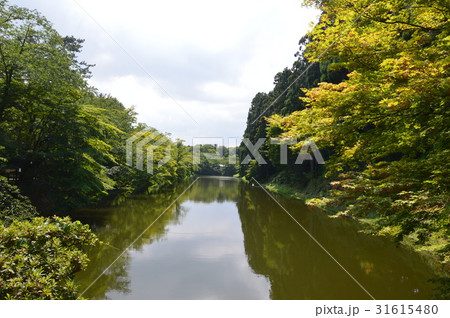 弘前城の濠(弘前公園/青森県弘前市) 弘前城の濠(弘前公園/青森県弘前市) 31615480