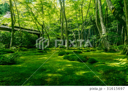 祇王寺の苔生す庭園 31615697
