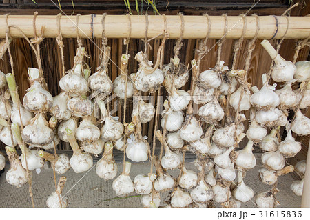 軒下に干したニンニク 31615836