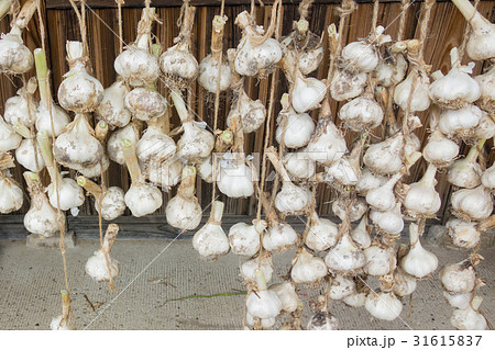 軒下に干したニンニク 31615837