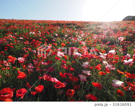 ポピー ポピー 31616091