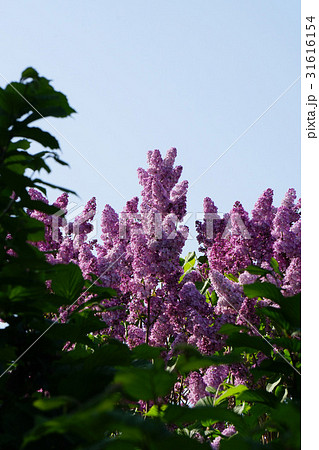 青空に映える美しいライラック 31616154