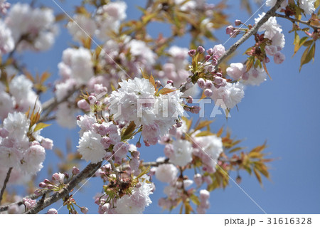 鹽竈桜2017 鹽竈桜2017 31616328