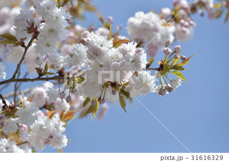 鹽竈桜2017 鹽竈桜2017 31616329