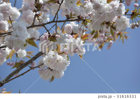 鹽竈桜2017 31616331