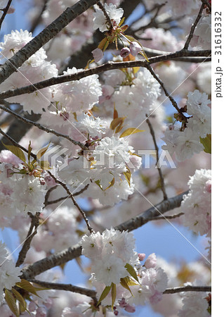 鹽竈桜2017 鹽竈桜2017 31616332