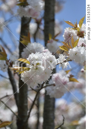鹽竈桜2017 鹽竈桜2017 31616334