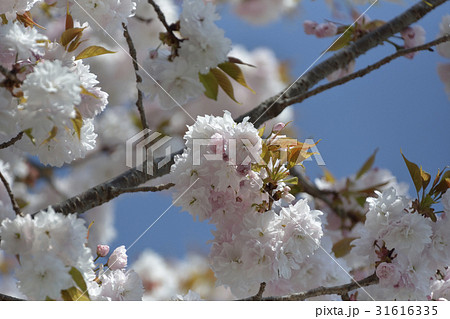 鹽竈桜2017 鹽竈桜2017 31616335