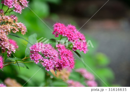 川西市　頼光寺　紫陽花の風景 31616635