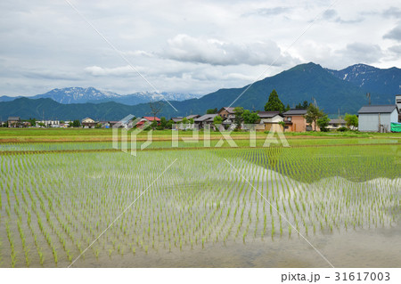 八海山と水田 31617003