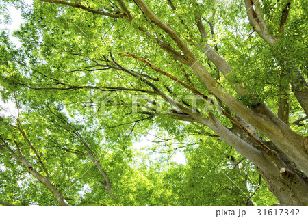 緑の木陰の写真素材