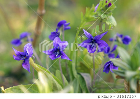 スミレ スミレ 31617357