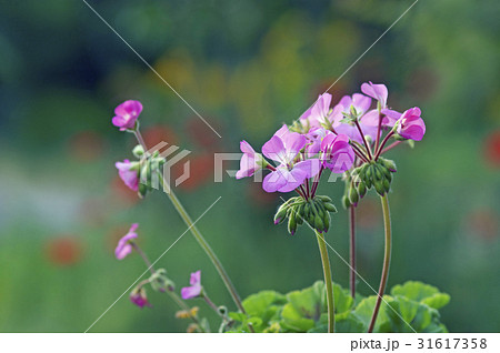 ゼラニウム ゼラニウム 31617358