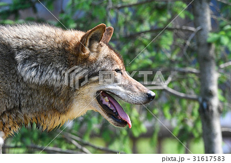 動物 タイリクオオカミ ２ の写真素材