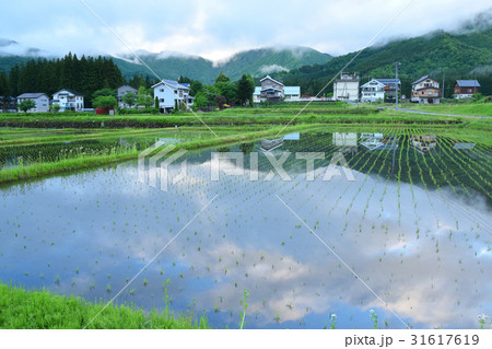 越後湯沢の春の水田 31617619