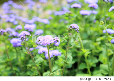 アゲラタムの花 31617923