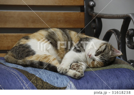 駅のベンチにて眠る野良猫 駅のベンチにて眠る野良猫 31618238