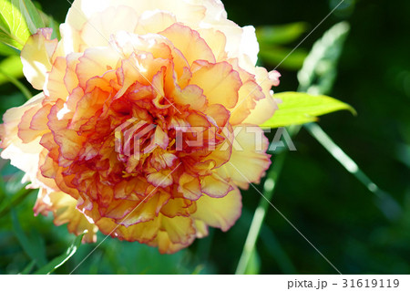 気品溢れる美しいボタン 気品溢れる美しいボタン 31619119